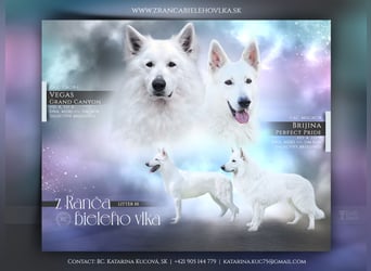 Weißer Schweizer Schäferhund FCI