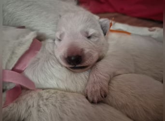 Weißer Schweizer Schäferhund FCI