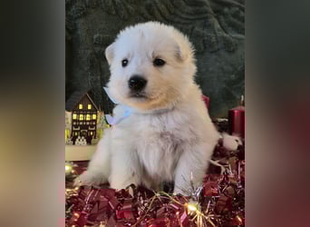 Weißer Schweizer Schäferhund FCI