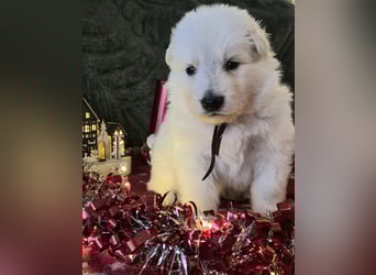 Weißer Schweizer Schäferhund FCI