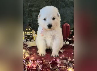 Weißer Schweizer Schäferhund FCI