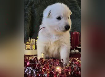 Weißer Schweizer Schäferhund FCI
