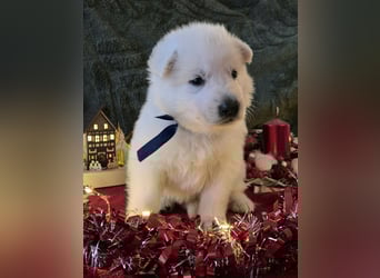 Weißer Schweizer Schäferhund FCI