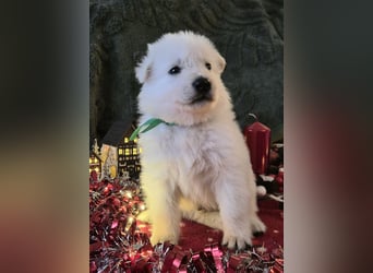 Weißer Schweizer Schäferhund FCI