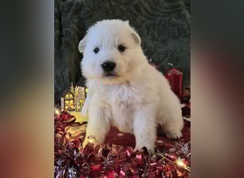 Weißer Schweizer Schäferhund FCI