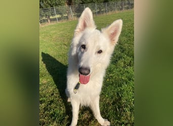 Butler, weißer Schäferhund, geb. 2022, sensibel und sehr menschenbezogen