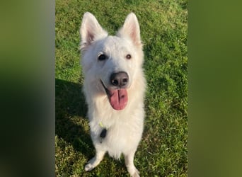 Butler, weißer Schäferhund, geb. 2022, sensibel und sehr menschenbezogen