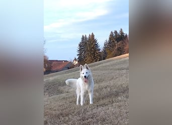 Begleiter für's Leben