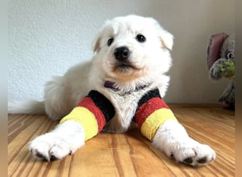 Wurfplanung Yona-Luna vom Niehuser See