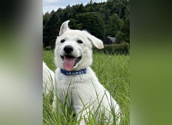 Wurfplanung Yona-Luna vom Niehuser See