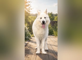 Deckmeldung Yona-Luna vom Niehuser See mit Boone Kiba vom Heidestein