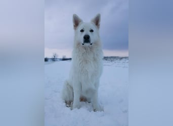 Deckmeldung Yona-Luna vom Niehuser See mit Boone Kiba vom Heidestein