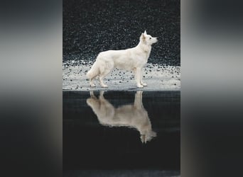 Deckmeldung Yona-Luna vom Niehuser See mit Boone Kiba vom Heidestein