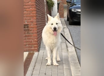 Deckmeldung Yona-Luna vom Niehuser See mit Boone Kiba vom Heidestein