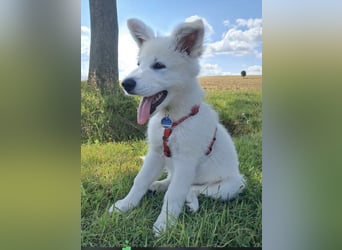 Wurfplanung Yona-Luna vom Niehuser See