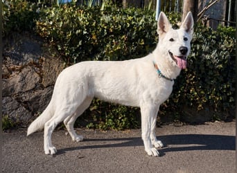 Wurfplanung Yona-Luna vom Niehuser See