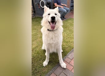 Deckmeldung Yona-Luna vom Niehuser See mit Boone Kiba vom Heidestein