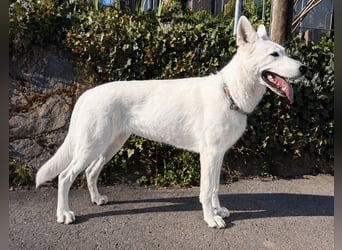 Wurfplanung Yona-Luna vom Niehuser See