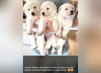 Wurfplanung Yona-Luna vom Niehuser See