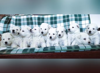 Weißer Schweizer Schäferhund / Welpen / Berger Blanc Suisse / puppies with FCI pedigree