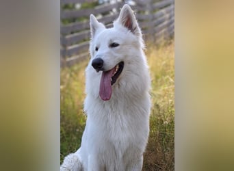 Weißer Schweizer Schäferhund – Welpen mit FCI-Ahnentafel