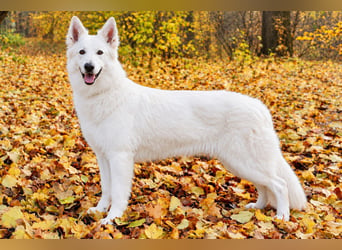 Weißer Schweizer Schäferhund – Welpen mit FCI-Ahnentafel