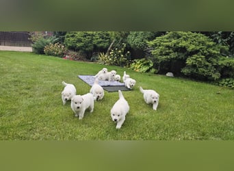Weißer Schweizer Schäferhund / Welpen / Berger Blanc Suisse / puppies with FCI pedigree