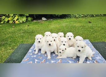 Weißer Schweizer Schäferhund / Welpen / Berger Blanc Suisse / puppies with FCI pedigree