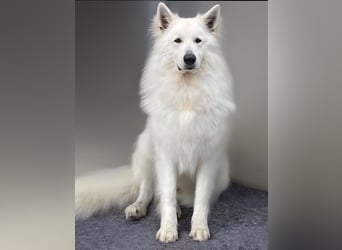 Weißer Schweizer Schäferhund / Welpen / Berger Blanc Suisse / puppies with FCI pedigree