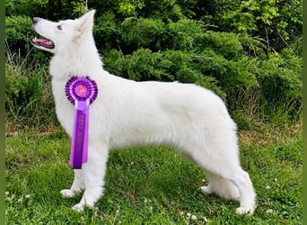 Weißer Schweizer Schäferhund – Welpen mit FCI-Ahnentafel