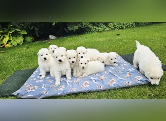 Weißer Schweizer Schäferhund / Welpen / Berger Blanc Suisse / puppies with FCI pedigree