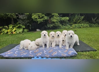 Weißer Schweizer Schäferhund / Welpen / Berger Blanc Suisse / puppies with FCI pedigree
