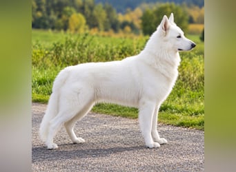 Weißer Schweizer Schäferhund – Welpen mit FCI-Ahnentafel