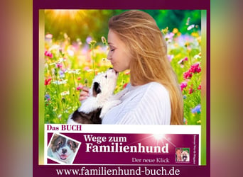 Welpe, Hund, Mischling, Rasse - Erziehung zum Familienhund - einfach gemacht