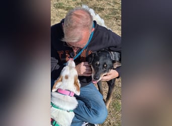 Corgi Mischlings-Rüde Peppi (Strolch) sucht sein Glück