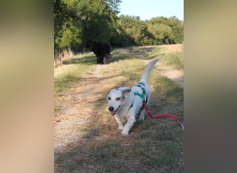 Corgi Mischlings-Rüde Peppi (Strolch) sucht sein Glück