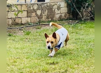 Aaron, der Corgi-Basenji-Mix, verlor sein Zuhause und sucht jetzt wieder seine Lieblingsmenschen
