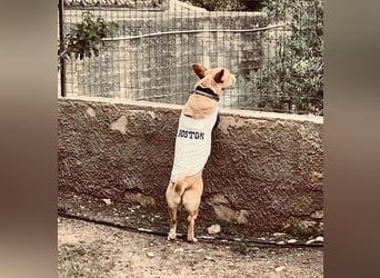 Aaron, der Corgi-Basenji-Mix, verlor sein Zuhause und sucht jetzt wieder seine Lieblingsmenschen