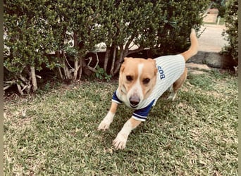 Aaron, der Corgi-Basenji-Mix, verlor sein Zuhause und sucht jetzt wieder seine Lieblingsmenschen