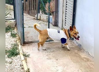 Aaron, der Corgi-Basenji-Mix, verlor sein Zuhause und sucht jetzt wieder seine Lieblingsmenschen