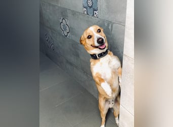 Aaron, der Corgi-Basenji-Mix, verlor sein Zuhause und sucht jetzt wieder seine Lieblingsmenschen