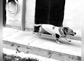 Aaron, der Corgi-Basenji-Mix, verlor sein Zuhause und sucht jetzt wieder seine Lieblingsmenschen