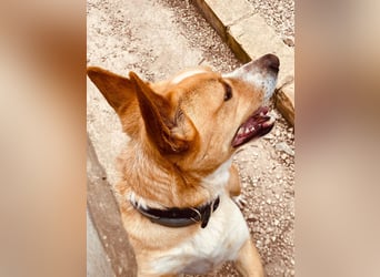 Aaron, der Corgi-Basenji-Mix, verlor sein Zuhause und sucht jetzt wieder seine Lieblingsmenschen