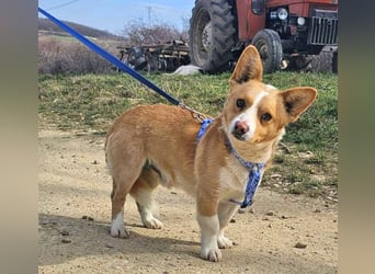 Welsh Corgie Mix Happy 35cm geb. 11/2023 ist ein fröhlicher Familienhund