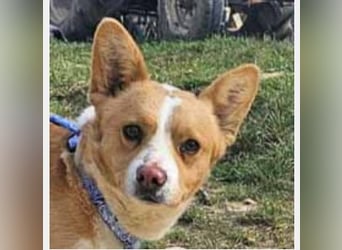 Welsh Corgie Mix Happy 35cm geb. 11/2023 ist ein fröhlicher Familienhund