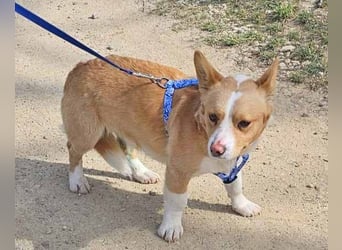Welsh Corgie Mix Happy 35cm geb. 11/2023 ist ein fröhlicher Familienhund