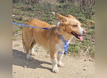 Welsh Corgie Mix Happy 35cm geb. 11/2023 ist ein fröhlicher Familienhund
