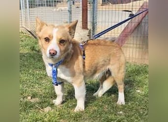 Welsh Corgie Mix Happy 35cm geb. 11/2023 ist ein fröhlicher Familienhund