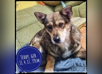Teddy wartet auf geduldige Menschen