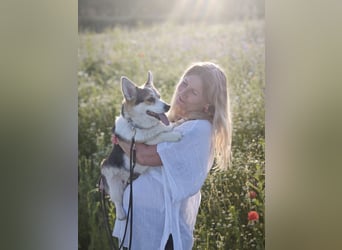 Wurfankündigung Welsh Corgi Pembroke